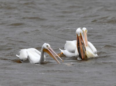One of the American White Pelicans caught a very large fish.