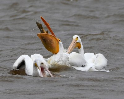 American White Pelican
trying to gulp down its catch