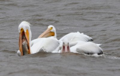 The pelican didn't seem to be able to swallow its large catch.