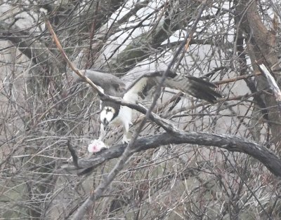 The Osprey flew to a different tree, but held onto its catch.