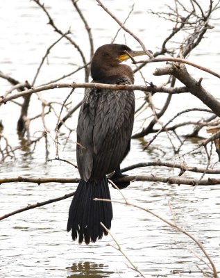 We found the Neotropic Cormorant again at the E end of the canal.