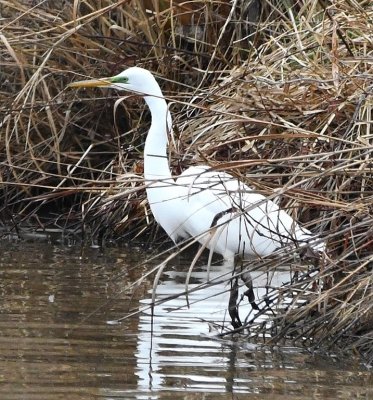 Great Egret in canal