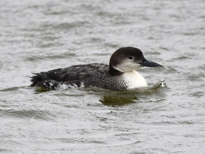 Common Loon
off the N side of the dam