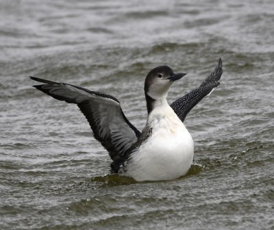 Common Loon
spreading its wings
