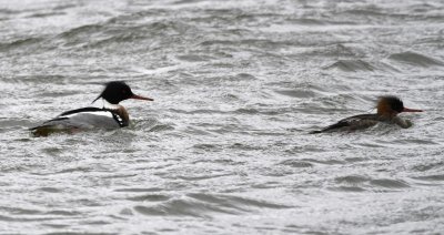 Male and female Red-breasted Mergansers