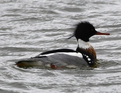 Male Red-breasted Mergansers