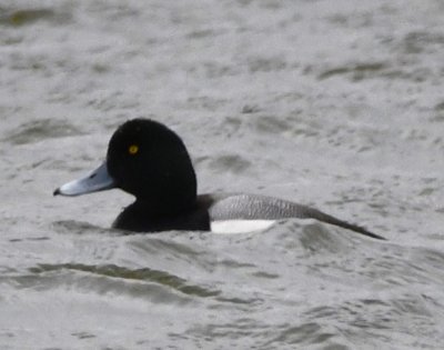 Male Greater Scaup