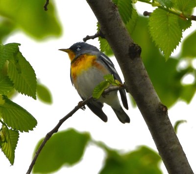 Northern Parula, at the group campgrounds