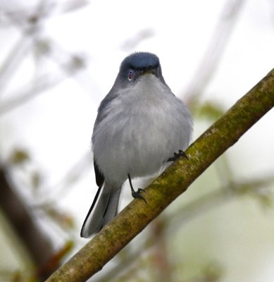Blue-gray Gnatcatcher, at group campground