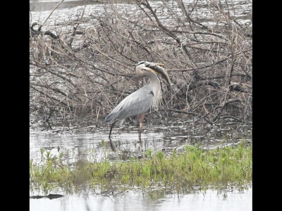 Great Blue Heron, with a big fish, on the morning field trip to Ft. Gibson WMA