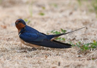 Barn Swallow, near the Sequoyah Lodge
