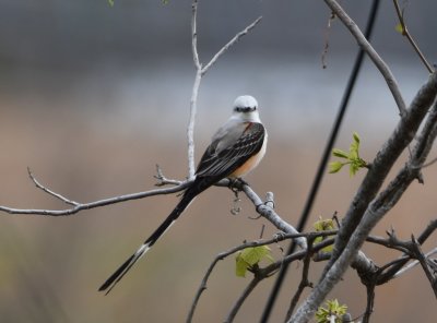Scissortail Flycatcher, on the point at the lodge