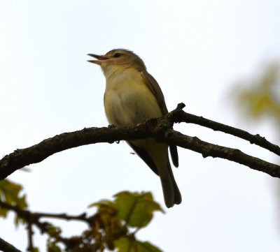 Warbling Vireo, on the point at the lodge
