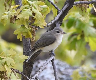 Warbling Vireo