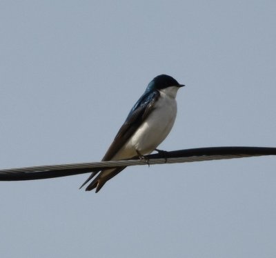Tree Swallow, near the lodge