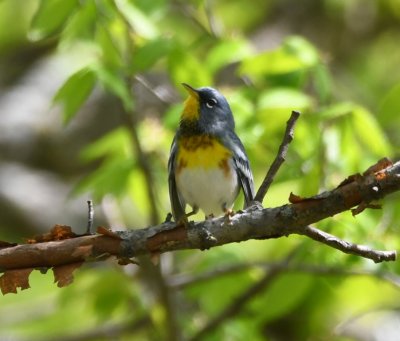 Northern Parula, along trail along the main road in the park