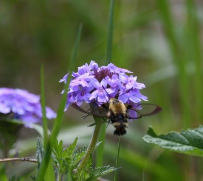 Clear-wing moth, on wild verbena at group campground