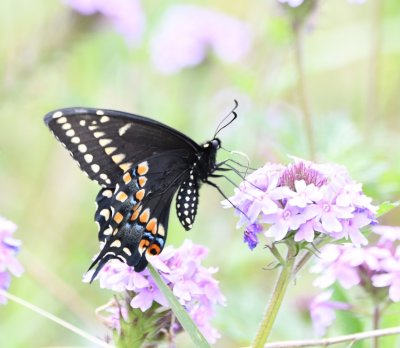 Black Swallow-tail Butterfly, on wild verbena at group campground