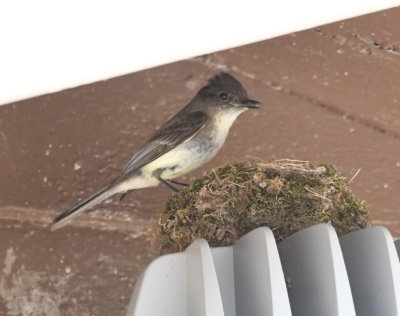 Eastern Phoebe, on nest on top of light fixture over entrance to group campground building