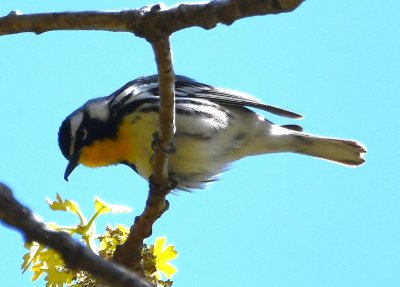 Yellow-throated Warbler