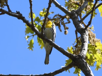 DSC_2126b.jpg