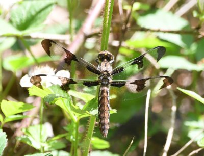 Dragonfly