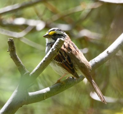 White-throated Sparrow, along trail at park
