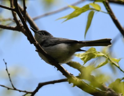 Blue-gray Gnatcatcher
