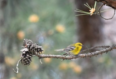 Pine Warbler, along path