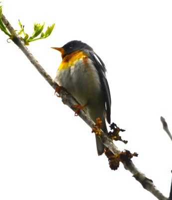 Northern Parula, where we climbed over and through the gate to get to the oil pump area