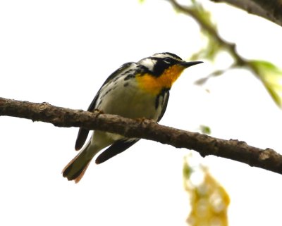 Yellow-throated Warbler, in the same area