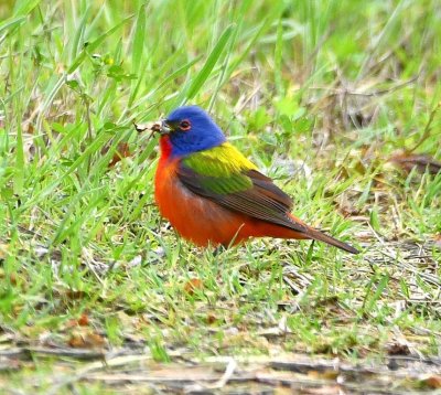Male Painted Bunting, in the grass along the E side of S Jenkins, right before my camera battery died