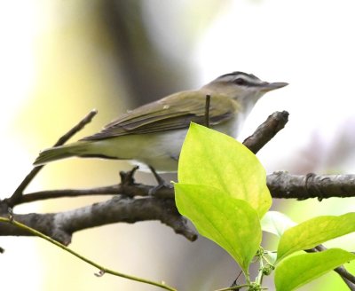 Red-eyed Vireo, at W Sentinel Park, Lake Thunderbird