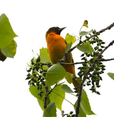 Male Baltimore Oriole