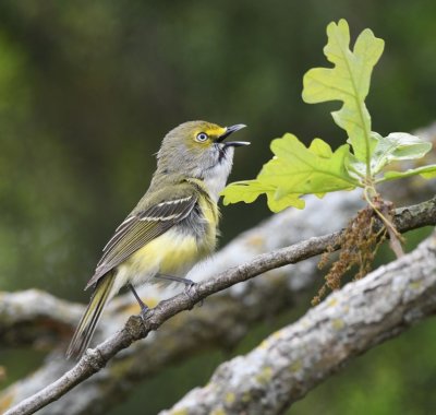 White-eyed Vireo