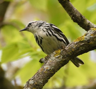 Black-and-white Warbler