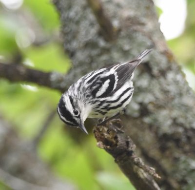 DSC_3900b.jpg