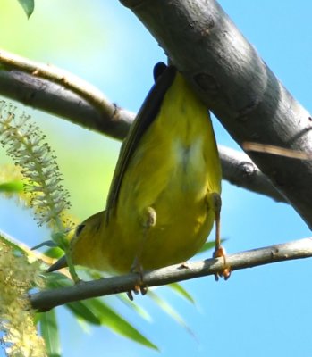 Female Yellow Warbler?