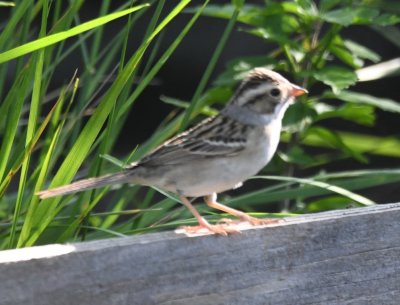 Clay-colored Sparrow--white over eye, dark line behind eye, slight eye ring, pinkish bell, brown cheek, gray collar.
