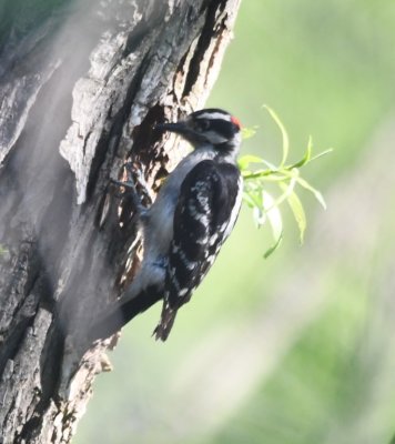 Male Downy woodpecker at nest hole in willow tree