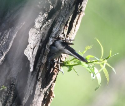 Male Downy entering nest hole