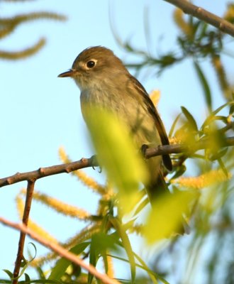 Least Flycatcher?  Eye-ring, grayish patch in front of eye, small bill with maybe a little yellow at the base of the lower mandible, possible trace of wing bars
