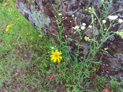 IMG_5209b.jpg