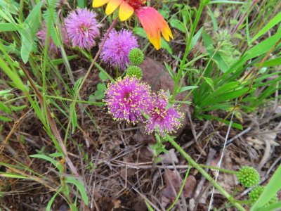 IMG_5223b.jpg