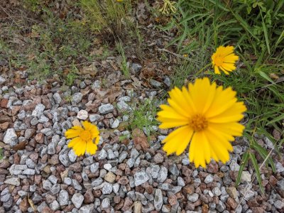 The remaining photos were taken with my phone--and I may have cropped some of them later. I used them to submit to the iNaturalist app to identify the plants. I am including the IDs we recorded:
lance-leaved coreopsis