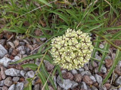 antelope horn milkweed