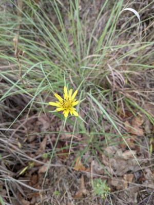 yellow salsify