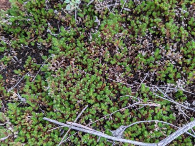 rock spikemoss