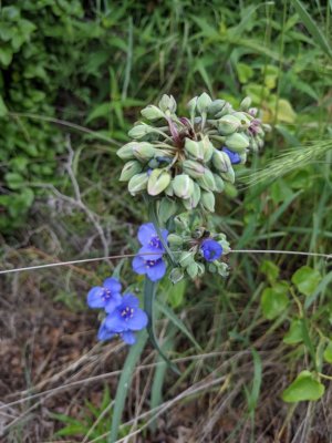 spiderwort bluejacket