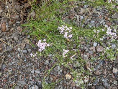 diamond-flowers